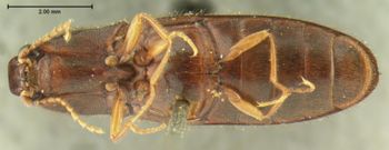 Media type: image;   Entomology 2553 Aspect: habitus ventral view